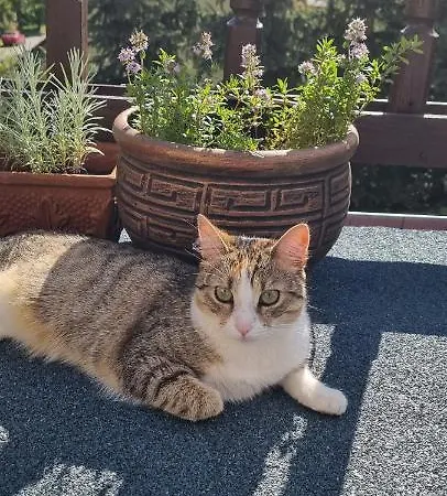 Veronika Vendégház Lądek-Zdrój