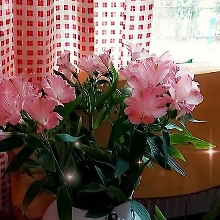 Vendégház Veronika 3*