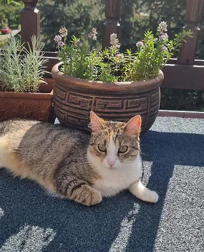 Veronika Гостевой дом Лёндек-Здруй