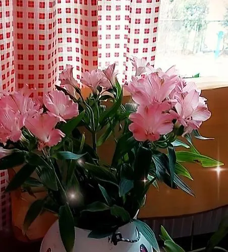 Гостевой дом Veronika 3*